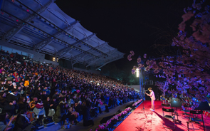 Gyeongju Cherry Blossom Festival Opening