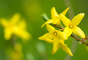 City Flower - Forsythia