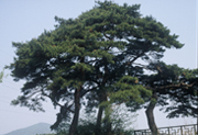 City Tree - Pine Tree