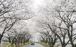 桜が咲き誇る慶州の春 5