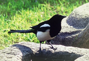 市の鳥 - カササギ