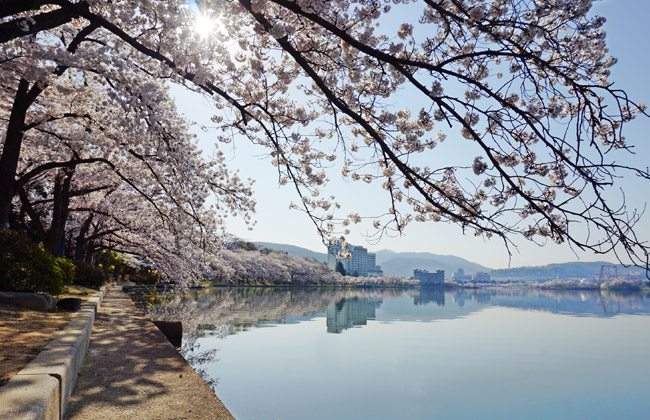 보문호반길에 핀 벚꽃