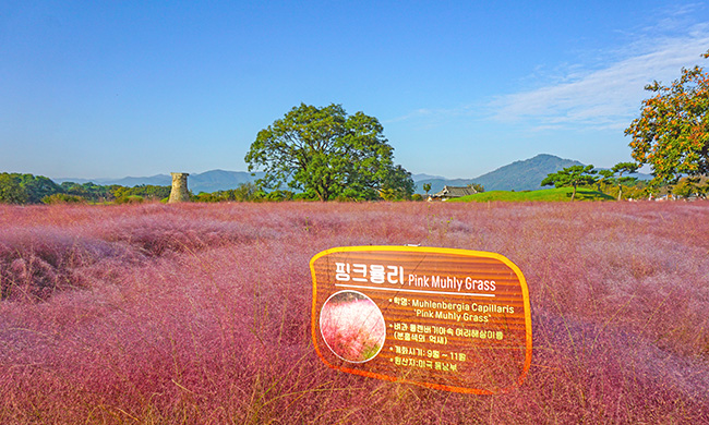 첨성대 핑크뮬리