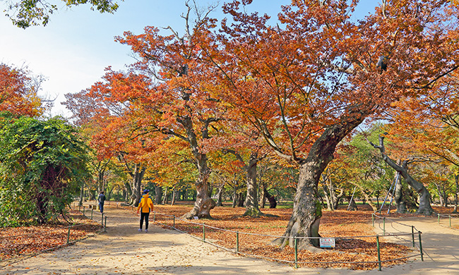 경주 계림의 만추