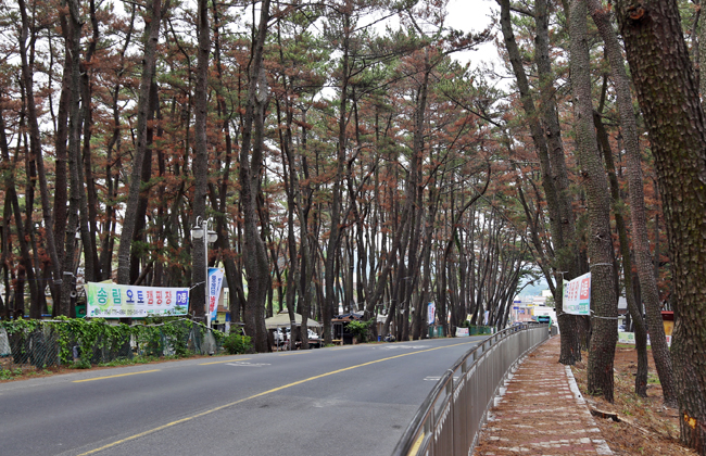 전촌 솔밭 해변의 송림