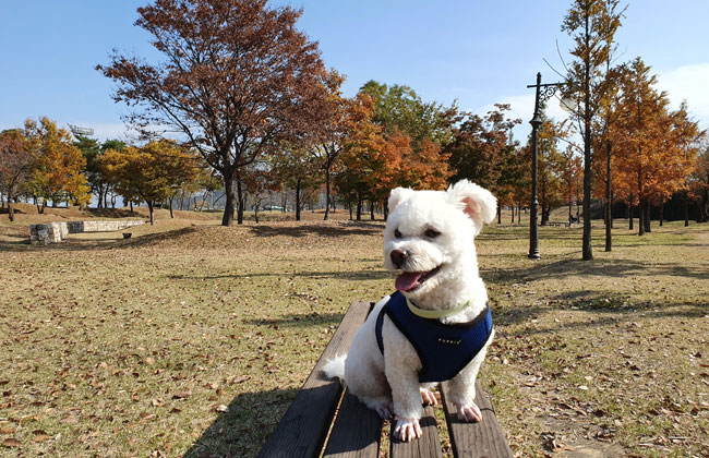 벤치에 앉아있는 반려견