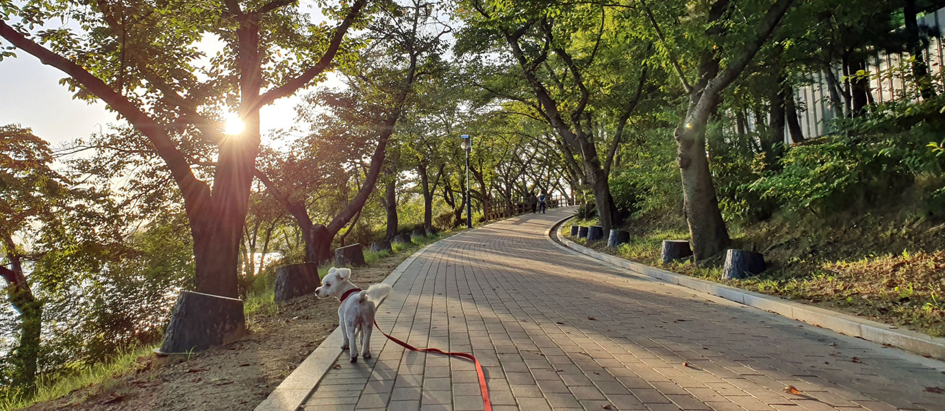 보문호반길을 산책하는 반려견