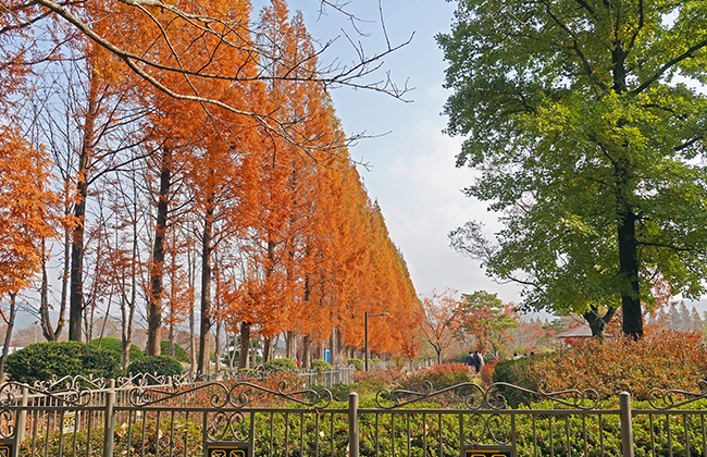 경북천년숲정원 가을