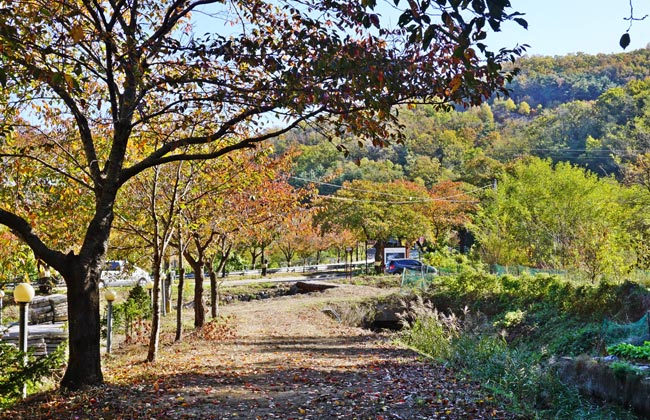 단풍이 진 숲머리 뚝방길