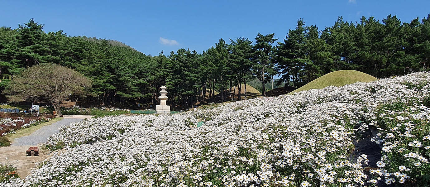 서악동삼층석탑 앞 구절초