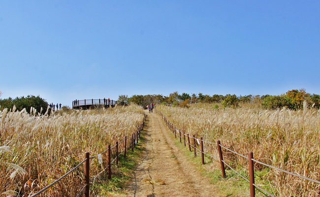 무장산 억새군락지