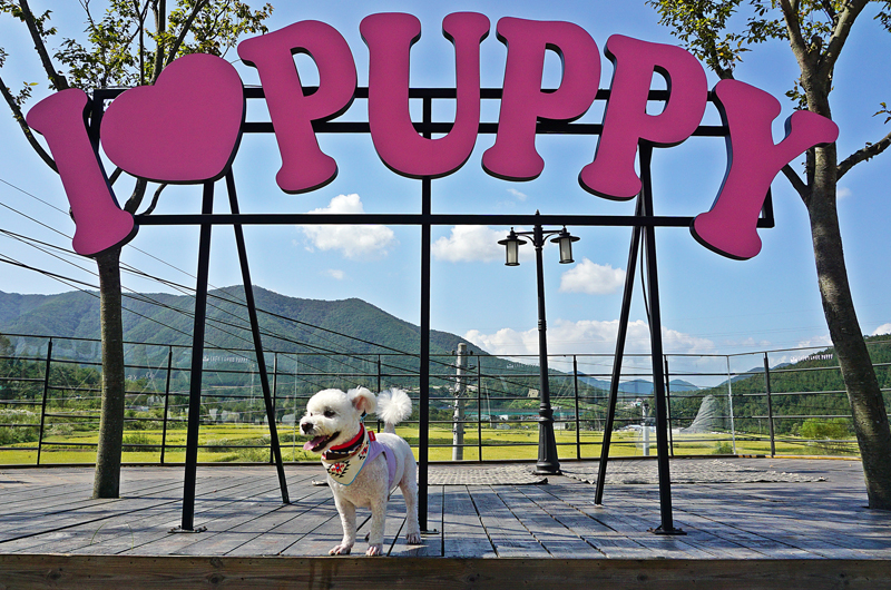 경주 반려견 동반 카페 ‘아이러브퍼피’