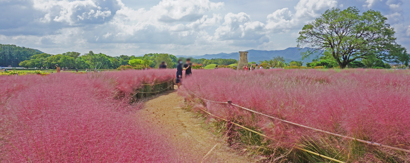 첨성대 핑크뮬리