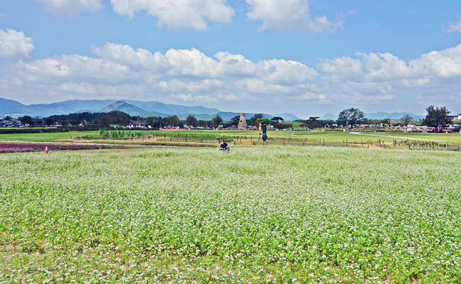 첨성대 꽃단지 메밀꽃