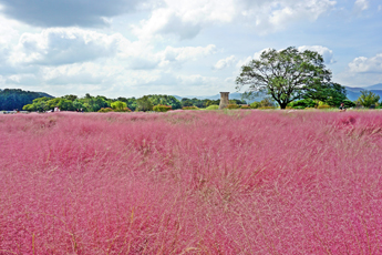 첨성대 핑크뮬리