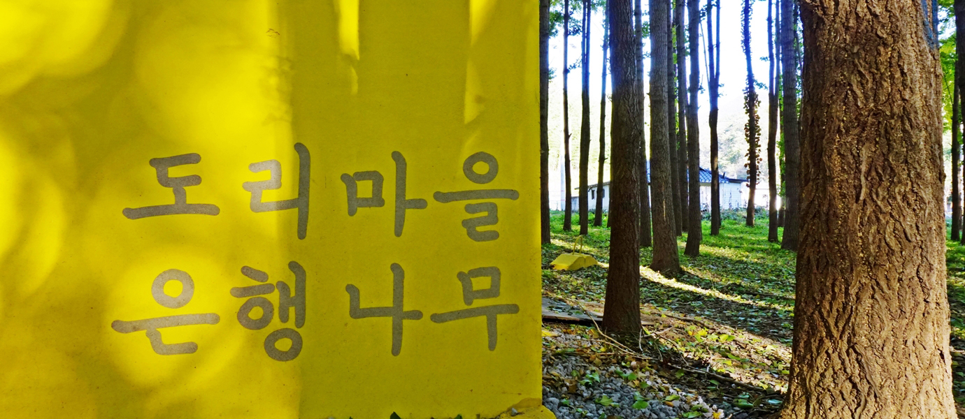 무도리마을 은행나무 숲