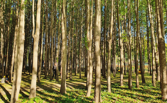 은행나무 숲이 있는 아름다운 도리마을