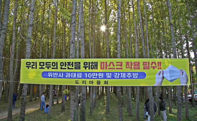 은행나무 숲이 있는 아름다운 도리마을