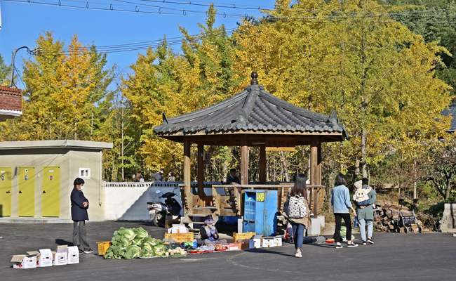 은행나무 숲이 있는 아름다운 도리마을