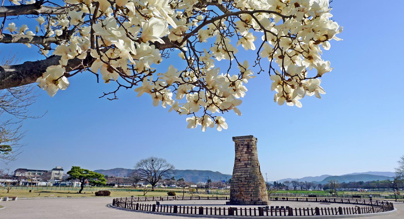 목련이 핀 첨성대