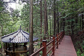 건천 편백나무숲