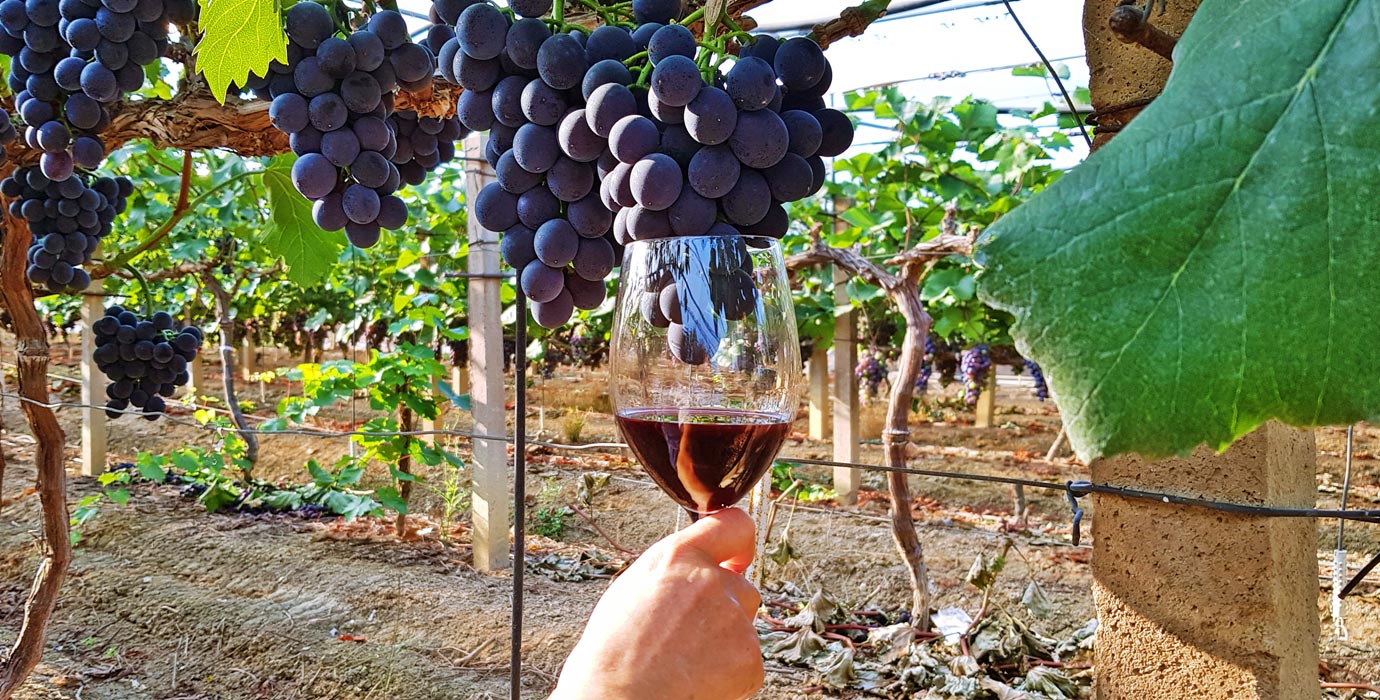포도밭을 배경으로 와인잔을 든 사진
