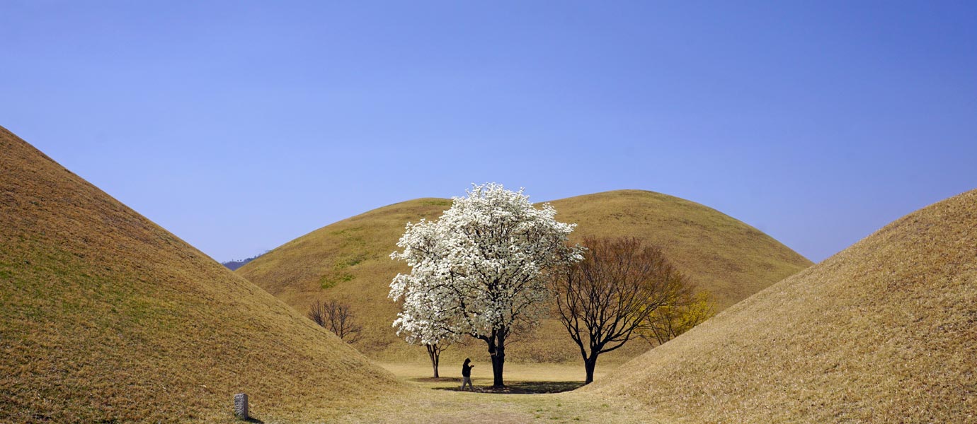 대릉원 포토존 목련나무