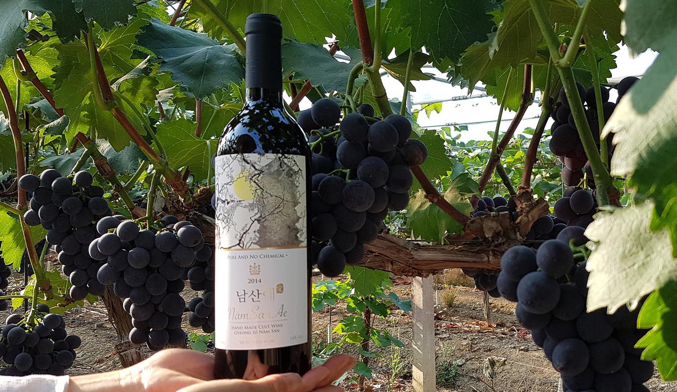 포도밭을 배경으로 '남산애' 와인병을 든 사진