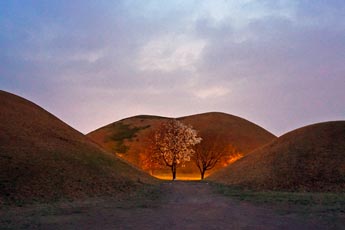 대릉원 포토존 밤의 목련나무