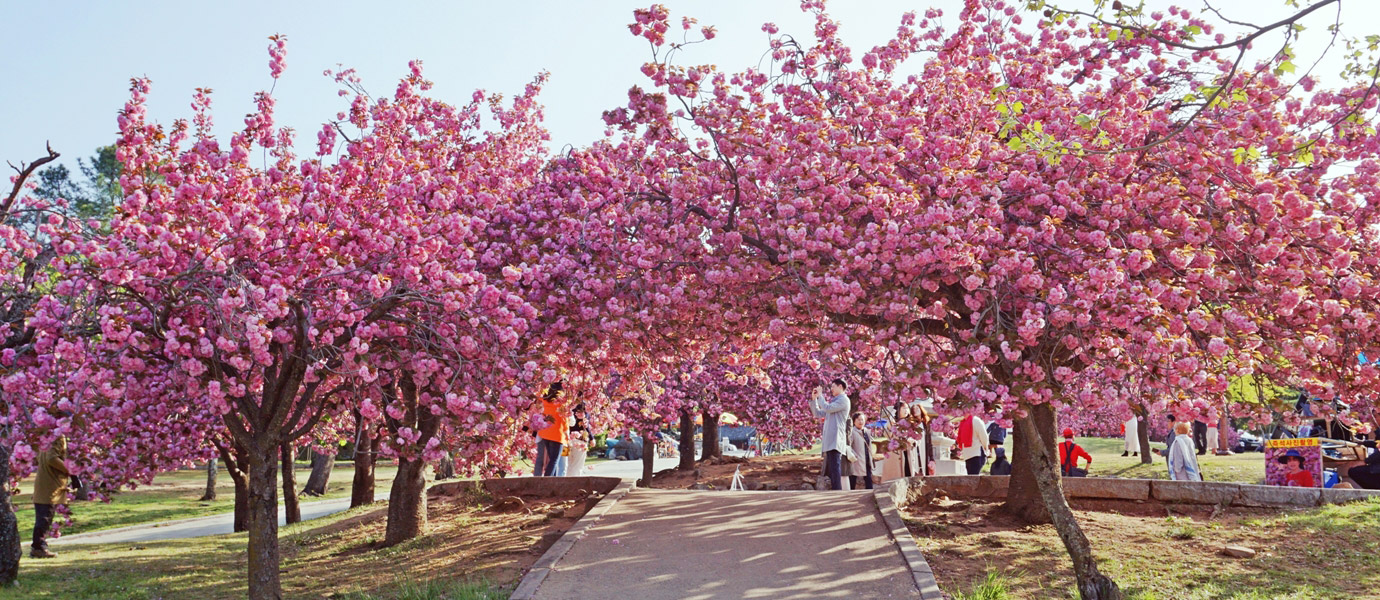 불국사 겹벚꽃동산에서 사진을 찍는 사람들