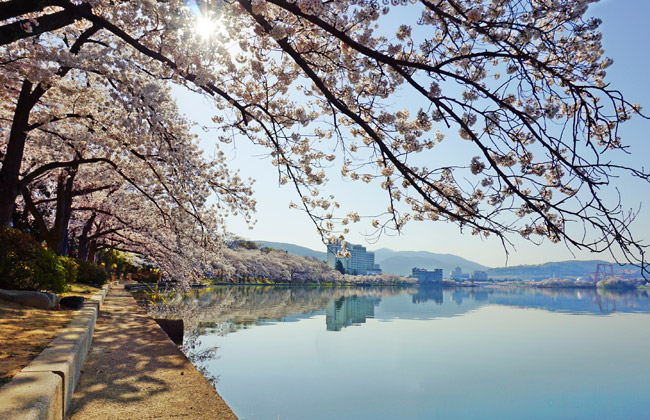 보문호를 따라 핀 벚꽃