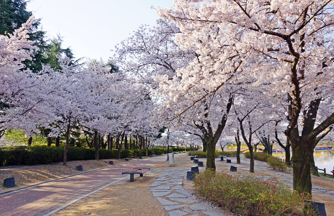 보문호반길 벚꽃풍경