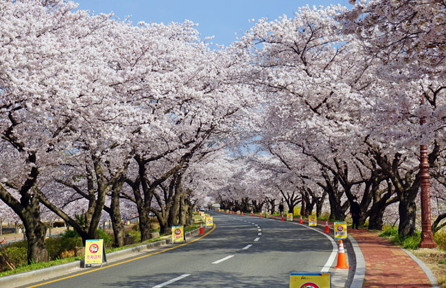 흥무로 벚꽃 풍경