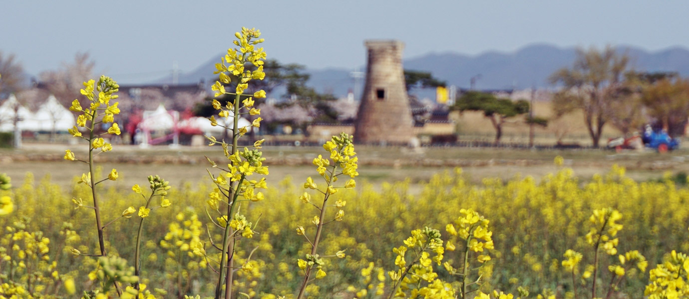 유채꽃단지 뒤로 보이는 첨성대