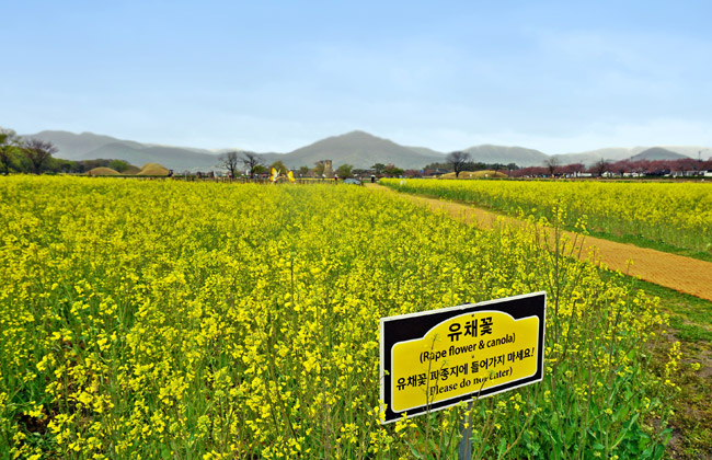 첨성대 유채꽃단지 - '유채꽃 파종지에 들어가지 마세요'라는 팻말이 보인다.