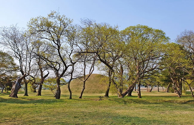 넓은 잔디밭과 나무들 뒤로 진평왕릉이 보인다.