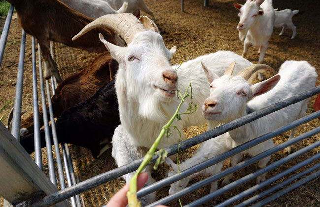 흰염소에서 먹이주는 사진