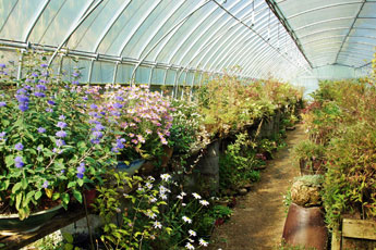 야생화가 핀 화분들이 놓인 온실