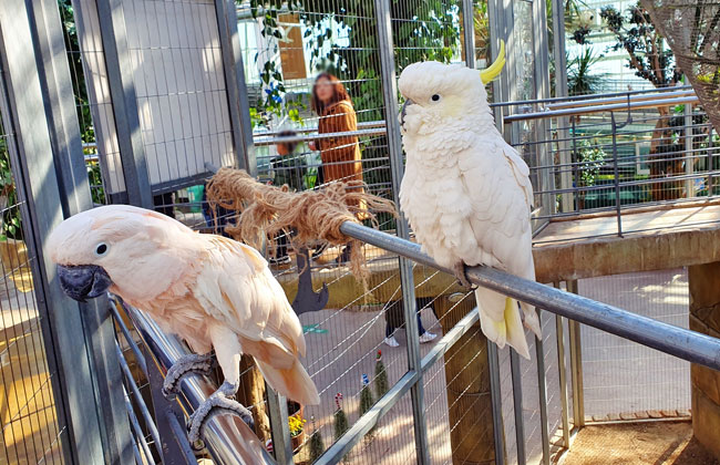 경주 버드파크에 있는 하얀 앵무새 두마리