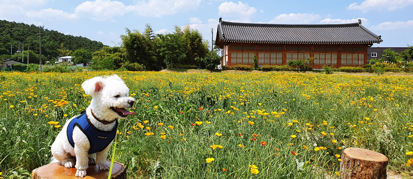 금영화 꽃단지 앞 앉아있는 강아지