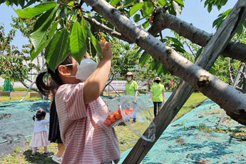 체리체험 - 나무에서 체리를 따는 여자아이