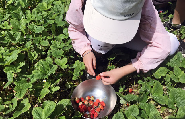딸기를 따 그릇에 담는 아이