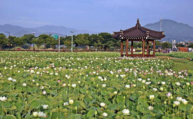 연꽃단지 위로 보이는 팔각정