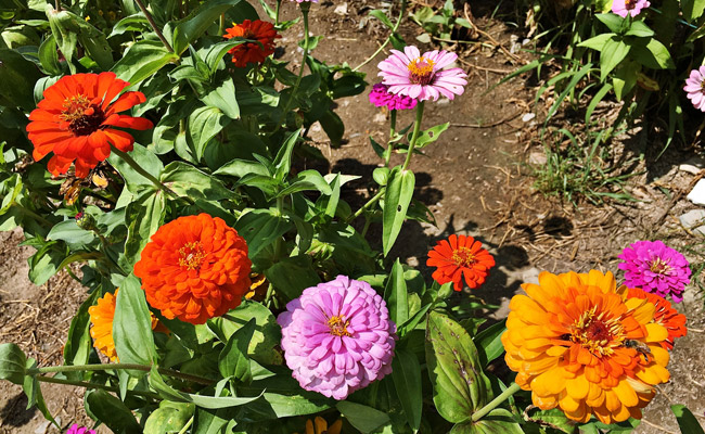 다양한 색의 백일홍