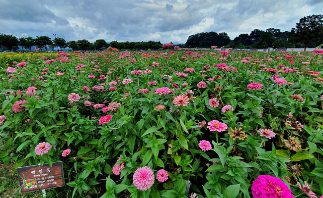 백일홍 단지 전경