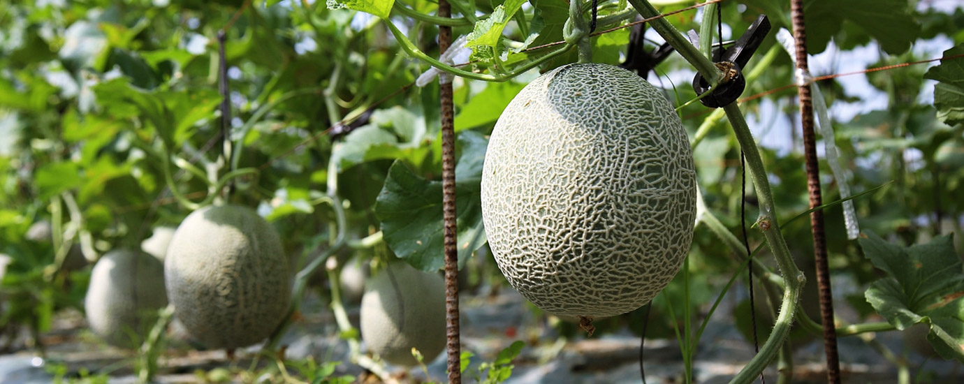 나무에 열려있는 멜론