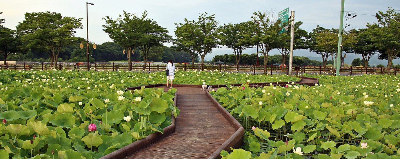 ‘동궁과월지 연꽃단지’의 관람 데크