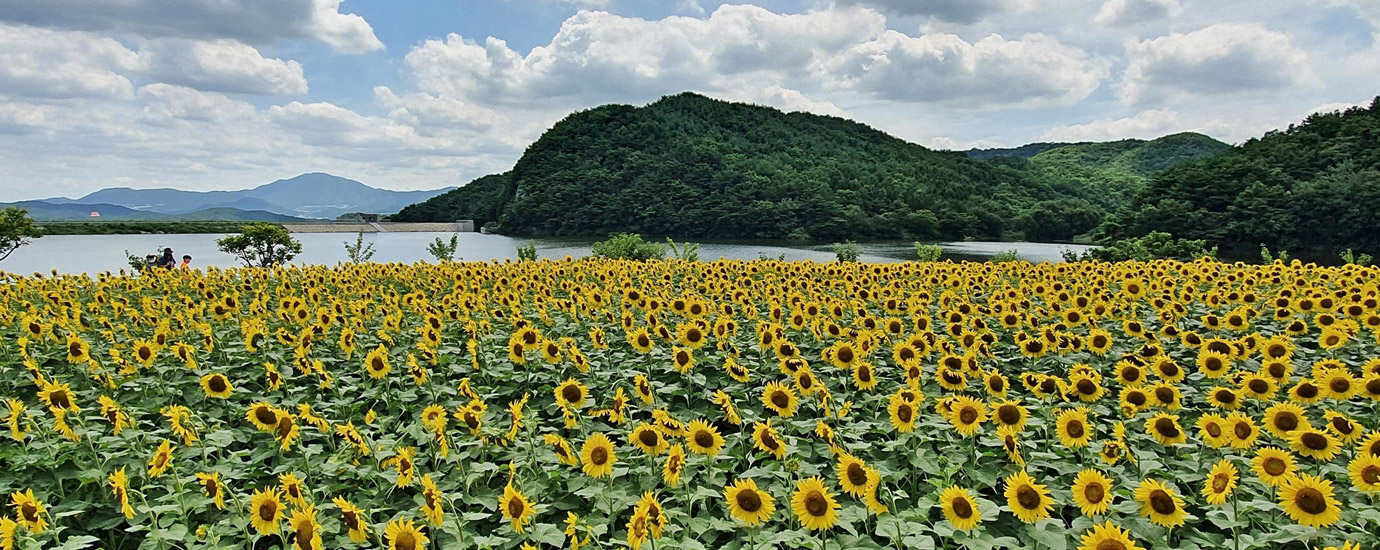 하동저수지 해바라기 꽃밭