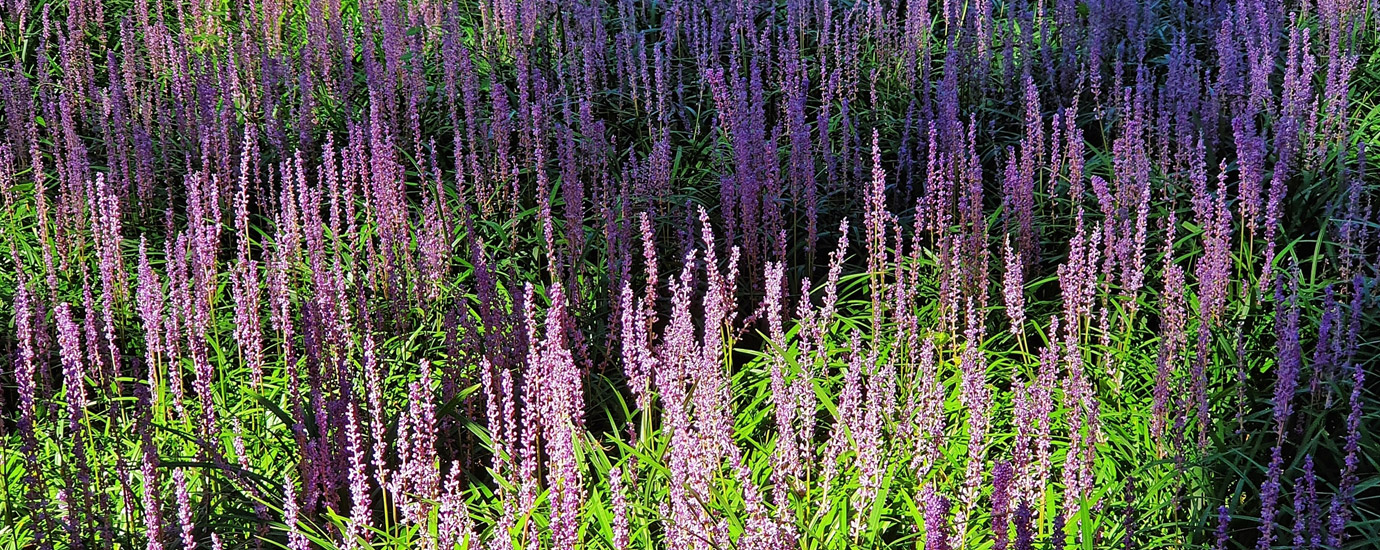 황성공원 맥문동 군락