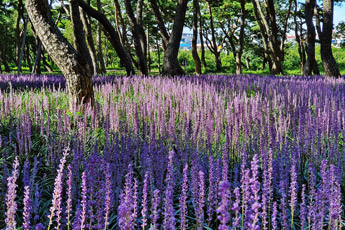 황성공원 맥문동 군락